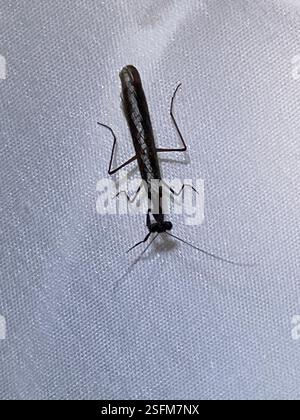 Pygmy Ground Mantises (Bolbe), Insecta, Dharawal National Park, Wedderburn, NSW, AU Stockfoto