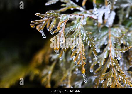 Wallingford, Pennsylvania, USA. 9. Februar 2025 - Wallingford, PA - ein Eissturm hat große Teile der Philadelphia-Region unter einem dicken Eismantel hinterlassen. Foto: Don Mennig | Alamy News Stockfoto