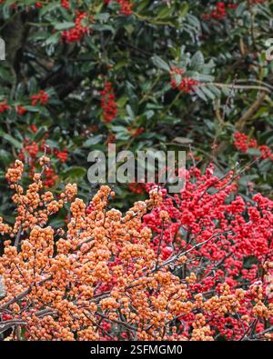 Wallingford, Pennsylvania, USA. 9. Februar 2025 - Wallingford, PA - ein Eissturm hat große Teile der Philadelphia-Region unter einem dicken Eismantel hinterlassen. Foto: Don Mennig | Alamy News Stockfoto
