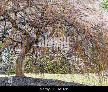 Wallingford, Pennsylvania, USA. 9. Februar 2025 - Wallingford, PA - ein Eissturm hat große Teile der Philadelphia-Region unter einem dicken Eismantel hinterlassen. Foto: Don Mennig | Alamy News Stockfoto
