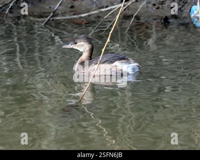Ein kleiner Grebe (Tachybaptus ruficollis) im Wintergefieder. Stockfoto