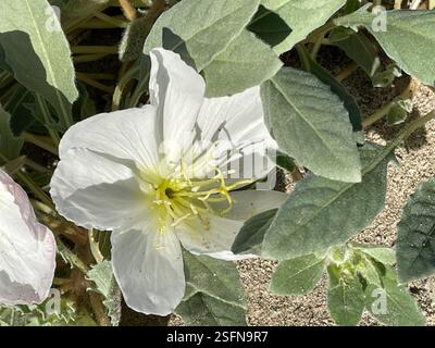 Jährliche abendliche Primrose (Oenothera deltoides deltoides), Plantae, Henderson Canyon Rd, Borrego Springs, CA, US, jährliche Abendkerze (Oenothera deltoides ssp. deltoides) alias Vogelkäfig Abendkerze, Dünen Abendkerze, Wüstenkerze, Korb Abendkerze, Löwe im Käfig, und Teufelslaterne. Einheimische, einjährige Pflanze, die in losem Wüstensand wächst, einschließlich Dünen. Die Pflanze ist gräulich und hat ein minutiös strigoses Deltamaplättchen. Große weiße Blüten werden mit zunehmendem Alter rosa. Wenn die Pflanzen absterben, kräuseln sich die Stämme nach oben und bilden den „Vogelkäfig“, für den der gebräuchliche Name abgeleitet ist. Weiter Stockfoto