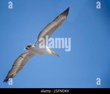Ein Pelikan, der von der Kamera wegfliegt Stockfoto