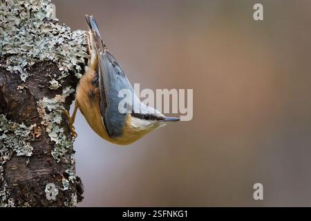 Der gewöhnliche Vogel Sitta europaea, auch eurasischer Nackthaar genannt, kriecht kopfüber auf den Baum. Typische Position. Stockfoto
