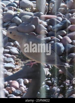 Trauertaube (Zenaida macroura), AVE, Signal CT, Palm Desert, CA, WIR, Schnappschuss von Taube, fotografiert durch Fensterläden, gegen die Sonne. Trauertaube (Zenaida macroura) Trim Body, bis zu 30 cm lang, und pinkfarbene Füße. Das Schweif verjüngt sich zu einem Punkt. Weit verbreitet und verbreitet in einem Großteil Nordamerikas, von Südkanada bis Panama, einschließlich der Karibik. Sie finden sich in einer Vielzahl von Lebensräumen, von landwirtschaftlichen Feldern bis hin zu leicht bewaldeten Gebieten. Liebt Vororte, wo sie oft auf Telefonleitungen sitzt und Vogelfütterung besucht. Vermeidet dichten Wald, der aber an Waldrändern zu finden ist. Wird in der Regel paarweise oder angezeigt Stockfoto