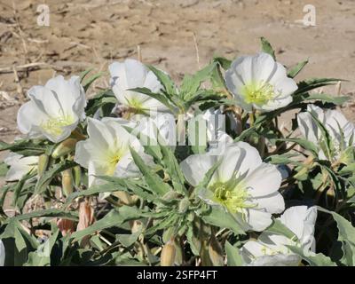 Jährliche abendliche Primrose (Oenothera deltoides deltoides), Plantae, Henderson Canyon Rd, Borrego Springs, CA, US, jährliche Abendkerze (Oenothera deltoides ssp. deltoides) alias Vogelkäfig Abendkerze, Dünen Abendkerze, Wüstenkerze, Korb Abendkerze, Löwe im Käfig, und Teufelslaterne. Einheimische, einjährige Pflanze, die in losem Wüstensand wächst, einschließlich Dünen. Die Pflanze ist gräulich und hat ein minutiös strigoses Deltamaplättchen. Große weiße Blüten werden mit zunehmendem Alter rosa. Wenn die Pflanzen absterben, kräuseln sich die Stämme nach oben und bilden den „Vogelkäfig“, für den der gebräuchliche Name abgeleitet ist. Weiter Stockfoto