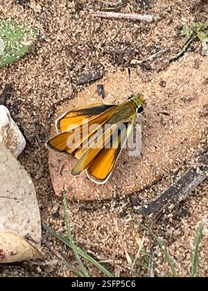 Orange Skipperling (Oarisma aurantiaca), Insecta, Mathis Rd, Elmendorf, TX, US Stockfoto