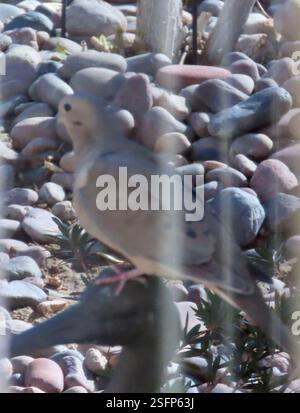 Trauertaube (Zenaida macroura), AVE, Signal CT, Palm Desert, CA, WIR, Schnappschuss von Taube, fotografiert durch Fensterläden, gegen die Sonne. Trauertaube (Zenaida macroura) Trim Body, bis zu 30 cm lang, und pinkfarbene Füße. Das Schweif verjüngt sich zu einem Punkt. Weit verbreitet und verbreitet in einem Großteil Nordamerikas, von Südkanada bis Panama, einschließlich der Karibik. Sie finden sich in einer Vielzahl von Lebensräumen, von landwirtschaftlichen Feldern bis hin zu leicht bewaldeten Gebieten. Liebt Vororte, wo sie oft auf Telefonleitungen sitzt und Vogelfütterung besucht. Vermeidet dichten Wald, der aber an Waldrändern zu finden ist. Wird in der Regel paarweise oder angezeigt Stockfoto