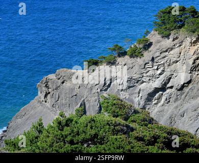 Der Port Orford Heads Trail an der Küste von Oregon bietet einen Blick auf die felsigen Klippen. Peeling Evergreens haften an felsiger Oberfläche. Stockfoto