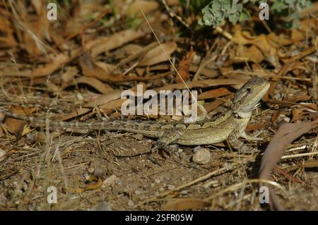 Jacky Dragon (Amphibolurus muricatus), Reptilia, Batesford VIC 3213, Australien Stockfoto