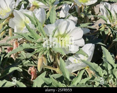 Jährliche abendliche Primrose (Oenothera deltoides deltoides), Plantae, Henderson Canyon Rd, Borrego Springs, CA, US, jährliche Abendkerze (Oenothera deltoides ssp. deltoides) alias Vogelkäfig Abendkerze, Dünen Abendkerze, Wüstenkerze, Korb Abendkerze, Löwe im Käfig, und Teufelslaterne. Einheimische, einjährige Pflanze, die in losem Wüstensand wächst, einschließlich Dünen. Die Pflanze ist gräulich und hat ein minutiös strigoses Deltamaplättchen. Große weiße Blüten werden mit zunehmendem Alter rosa. Wenn die Pflanzen absterben, kräuseln sich die Stämme nach oben und bilden den „Vogelkäfig“, für den der gebräuchliche Name abgeleitet ist. Weiter Stockfoto