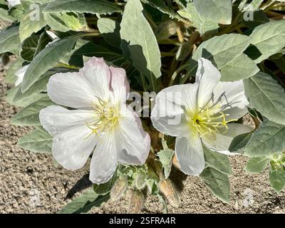 Jährliche abendliche Primrose (Oenothera deltoides deltoides), Plantae, Henderson Canyon Rd, Borrego Springs, CA, US, jährliche Abendkerze (Oenothera deltoides ssp. deltoides) alias Vogelkäfig Abendkerze, Dünen Abendkerze, Wüstenkerze, Korb Abendkerze, Löwe im Käfig, und Teufelslaterne. Einheimische, einjährige Pflanze, die in losem Wüstensand wächst, einschließlich Dünen. Die Pflanze ist gräulich und hat ein minutiös strigoses Deltamaplättchen. Große weiße Blüten werden mit zunehmendem Alter rosa. Wenn die Pflanzen absterben, kräuseln sich die Stämme nach oben und bilden den „Vogelkäfig“, für den der gebräuchliche Name abgeleitet ist. Weiter Stockfoto