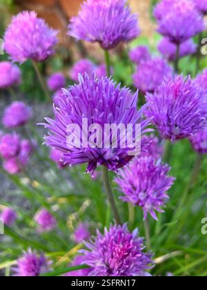 Lila blühende Schnittlauchpflanze in einem Cottage Garden Stockfoto