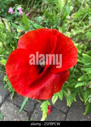 Red Poppy, Nahaufnahme Stockfoto
