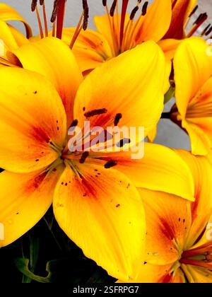 Gelbe Lilly Nahaufnahme Stockfoto