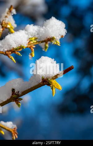 Zweig einer Forsythie mit frühgelben Blüten, die mit Schnee bedeckt sind Stockfoto