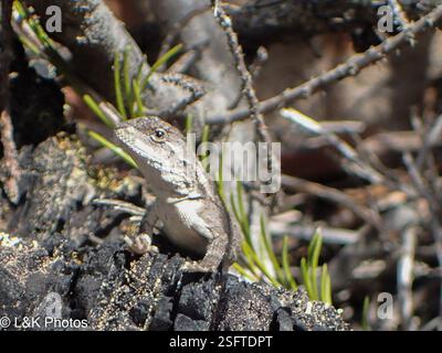 Jacky Dragon (Amphibolurus muricatus), Reptilia, Halls Gap VIC 3381, Australien Stockfoto