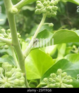 Trihorned Treehopper (Acanthuchus trispinifer), Insecta, Fairfield, Lower Hutt 5011, Neuseeland Stockfoto