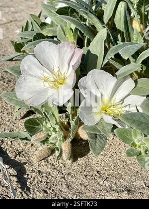 Jährliche abendliche Primrose (Oenothera deltoides deltoides), Plantae, Henderson Canyon Rd, Borrego Springs, CA, US, jährliche Abendkerze (Oenothera deltoides ssp. deltoides) alias Vogelkäfig Abendkerze, Dünen Abendkerze, Wüstenkerze, Korb Abendkerze, Löwe im Käfig, und Teufelslaterne. Einheimische, einjährige Pflanze, die in losem Wüstensand wächst, einschließlich Dünen. Die Pflanze ist gräulich und hat ein minutiös strigoses Deltamaplättchen. Große weiße Blüten werden mit zunehmendem Alter rosa. Wenn die Pflanzen absterben, kräuseln sich die Stämme nach oben und bilden den „Vogelkäfig“, für den der gebräuchliche Name abgeleitet ist. Weiter Stockfoto