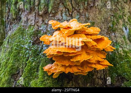 Alte Riesenschwefelschelfpilze aus der Nähe, Bialowieza-Wald, Polen, Europa Stockfoto