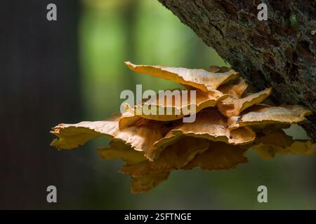 Alte Riesenschwefelschelfpilze aus der Nähe, Bialowieza-Wald, Polen, Europa Stockfoto