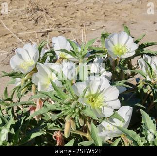 Jährliche abendliche Primrose (Oenothera deltoides deltoides), Plantae, Henderson Canyon Rd, Borrego Springs, CA, US, jährliche Abendkerze (Oenothera deltoides ssp. deltoides) alias Vogelkäfig Abendkerze, Dünen Abendkerze, Wüstenkerze, Korb Abendkerze, Löwe im Käfig, und Teufelslaterne. Einheimische, einjährige Pflanze, die in losem Wüstensand wächst, einschließlich Dünen. Die Pflanze ist gräulich und hat ein minutiös strigoses Deltamaplättchen. Große weiße Blüten werden mit zunehmendem Alter rosa. Wenn die Pflanzen absterben, kräuseln sich die Stämme nach oben und bilden den „Vogelkäfig“, für den der gebräuchliche Name abgeleitet ist. Weiter Stockfoto