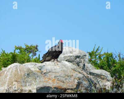 Türkei-Geier (Cathartes aura), Aves, La Ligua, Valparaíso, Chile Stockfoto
