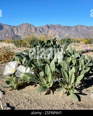 Jährliche abendliche Primrose (Oenothera deltoides deltoides), Plantae, Henderson Canyon Rd, Borrego Springs, CA, US, jährliche Abendkerze (Oenothera deltoides ssp. deltoides) alias Vogelkäfig Abendkerze, Dünen Abendkerze, Wüstenkerze, Korb Abendkerze, Löwe im Käfig, und Teufelslaterne. Einheimische, einjährige Pflanze, die in losem Wüstensand wächst, einschließlich Dünen. Die Pflanze ist gräulich und hat ein minutiös strigoses Deltamaplättchen. Große weiße Blüten werden mit zunehmendem Alter rosa. Wenn die Pflanzen absterben, kräuseln sich die Stämme nach oben und bilden den „Vogelkäfig“, für den der gebräuchliche Name abgeleitet ist. Weiter Stockfoto