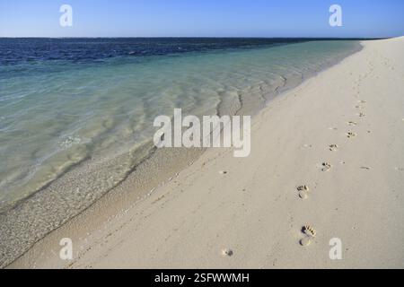 Fußspuren im Sand an einem Strand, Ningaloo Reef, Luftaufnahme, Cape Range National Park, in der Nähe von Exmouth, Western Australia, Australien, Ozeanien Stockfoto