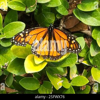 Monarch (Danaus plexippus), Insecta, 23. / Estrella, Los Angeles, CA 90007, USA Stockfoto