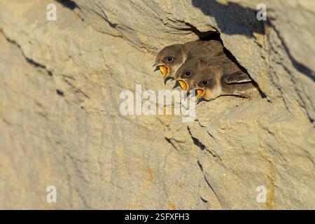 sandmartin, sandmartins, (Riparia riparia) Tiere, Vögel, Schwalben, Fütterung. Von Jungvögeln, Nest, Speyer, Rheinland-Pfalz, Bundesrepublik o Stockfoto