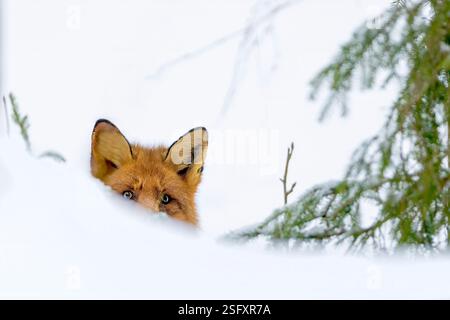 Rotfuchs (Vulpes vulpes) versteckt sich im Schnee. Foto aus Hov im Osten Norwegens im Februar. Stockfoto