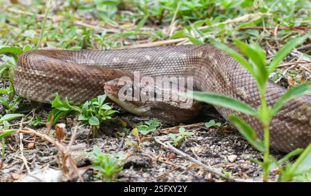 Brown Rainbow Boa (Epicrates maurus), Reptilia, Aeroporto, Boa Vista - RR, Brasilien Stockfoto