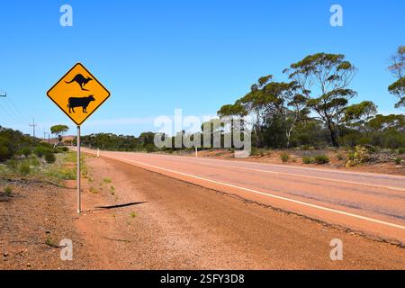 Eine lange Wüstenstraße in Westaustralien in der Nähe von Kalgoorlie mit einem Warnschild für Kängurus und Kühe im abgelegenen Outback. Stockfoto
