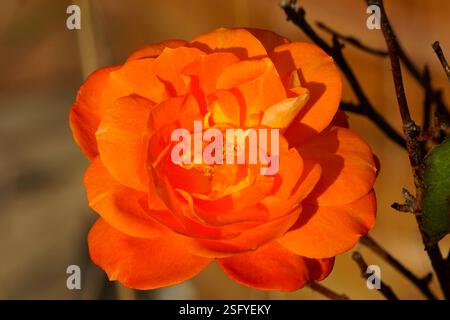 Eine Nahaufnahme einer einzelnen orangen Rose Stockfoto