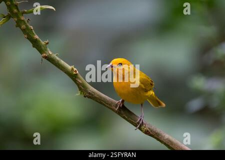 Safranfinke (Sicalis flaveola) sitzt auf einem Barsch, Valle del Cauca, Kolumbien Stockfoto
