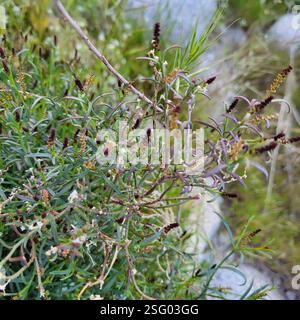 Schmalblättrige Stillingia (Stillingia linearifolia), Plantae, Palm Springs, CA, USA Stockfoto