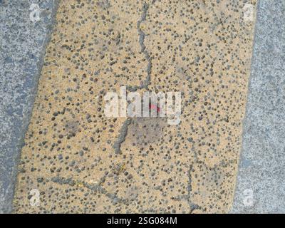 (Leptocoris vicinus), Insecta, 830, Taiwan, 高雄市鳳山區新強里 Stockfoto