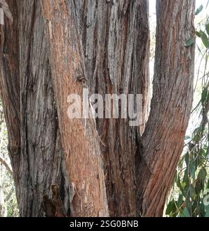 Red Stringybark (Eucalyptus macrorhyncha), Plantae, Heathmont VIC 3135, Australien Stockfoto