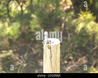 Jacky Dragon (Amphibolurus muricatus), Reptilia, Bucketty NSW 2250, Australien Stockfoto