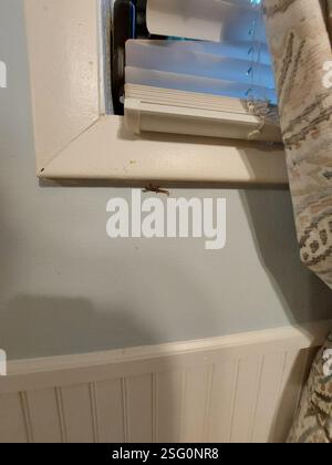 Ashy Gecko (Sphaerodactylus elegans), Reptilia, Duck Key, FL 33050, USA, so klein Stockfoto