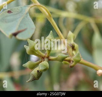 Red Stringybark (Eucalyptus macrorhyncha), Plantae, Heathmont VIC 3135, Australien Stockfoto