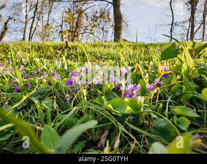 Kleine Bratschenblüten im Frühlingswald. Hügel bedeckt mit grünem Gras und violetten Blumen im Sonnenlicht, Baumsilhouetten im Hintergrund. Stockfoto