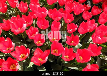 Nahaufnahme von schönen roten Tulpenblüten in voller Blüte. Ein Feld roter Tulpen im Garten Keukenhof, Lisse, Niederlande, Europa. Stockfoto