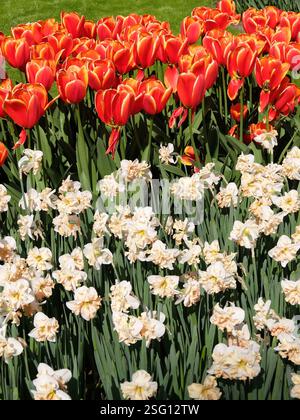 Leuchtende Tulpen- und Narzissen-Blumenbeete in voller Blüte an einem sonnigen Frühlingstag. Farbenfroher Garten mit roten Tulpen und weißen Narzissen. Garten Keukenhof, Lisse. Stockfoto