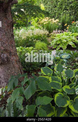 Europäische Larix - Lärche unterpflanzt mit Hostas, einschließlich der Sorte 'Abiqua Moonbeam' und polystichum acrostichoides - Christmas Ferns in Border. Stockfoto