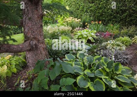 Europäische Larix - Lärche unterpflanzt mit Hostas, einschließlich der Sorte 'Abiqua Moonbeam' und polystichum acrostichoides - Christmas Ferns in Border. Stockfoto