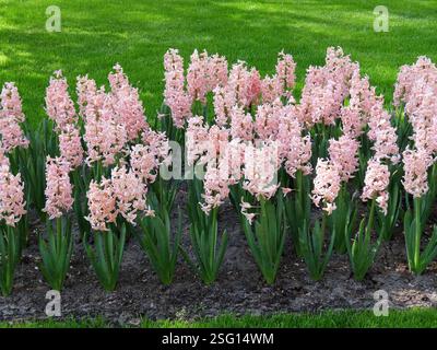 Zarte rosa Hyazinthen in voller Blüte in einem üppigen Frühlingsgarten. Zarte Pastellblüten mit leuchtend grünen Blättern. Keukenhof Garden, Lisse, Niederlande Stockfoto