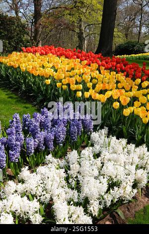 Leuchtende Tulpen- und Hyazinthen-Blumenbeete in voller Blüte an einem sonnigen Frühlingstag. Farbenfroher Garten mit gelben und roten Tulpen, weißen und lila Hyazinthen. Stockfoto