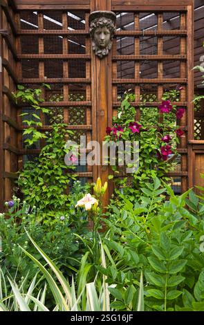 Dunkelrote Clematis 'Cardinal' Blüten auf brauner Holzpergola, Hemerocallis 'Cape Cod' - Taglilie in der Grenze im Hinterhof im Landgarten im Sommer. Stockfoto